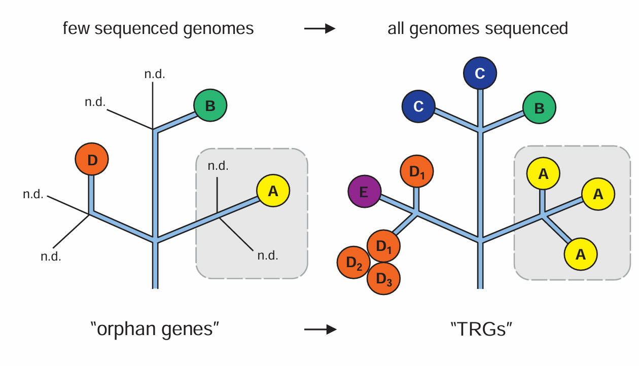 Evolutionary Developmental Biology Research
