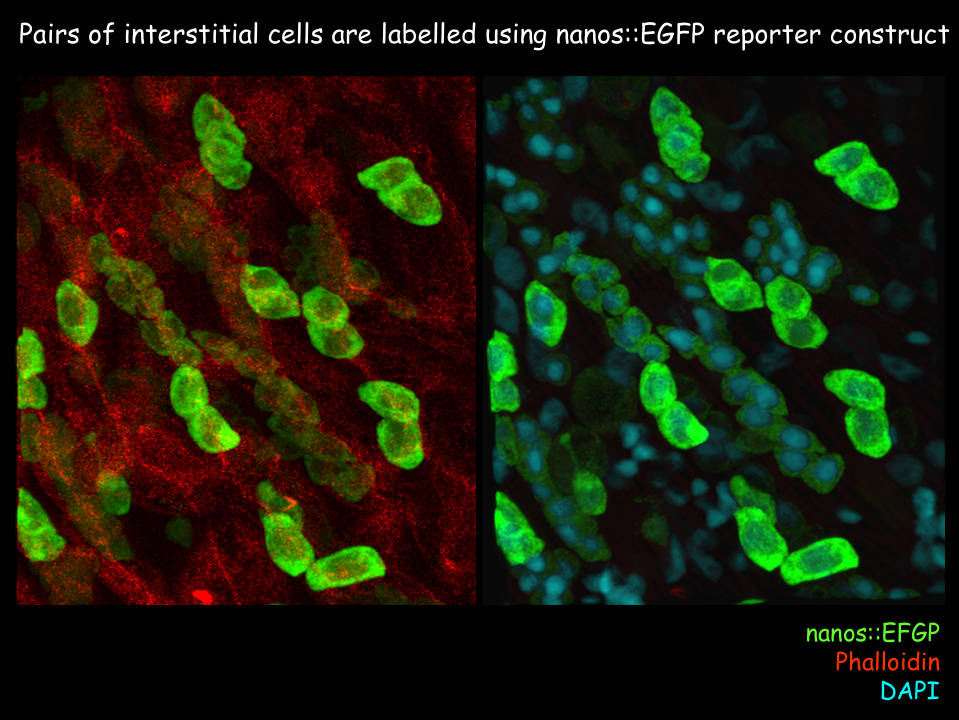 Hydra Stem Cell Research