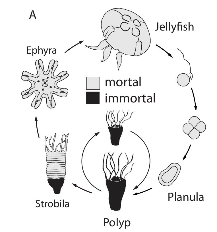 Jellyfish Genomics Research