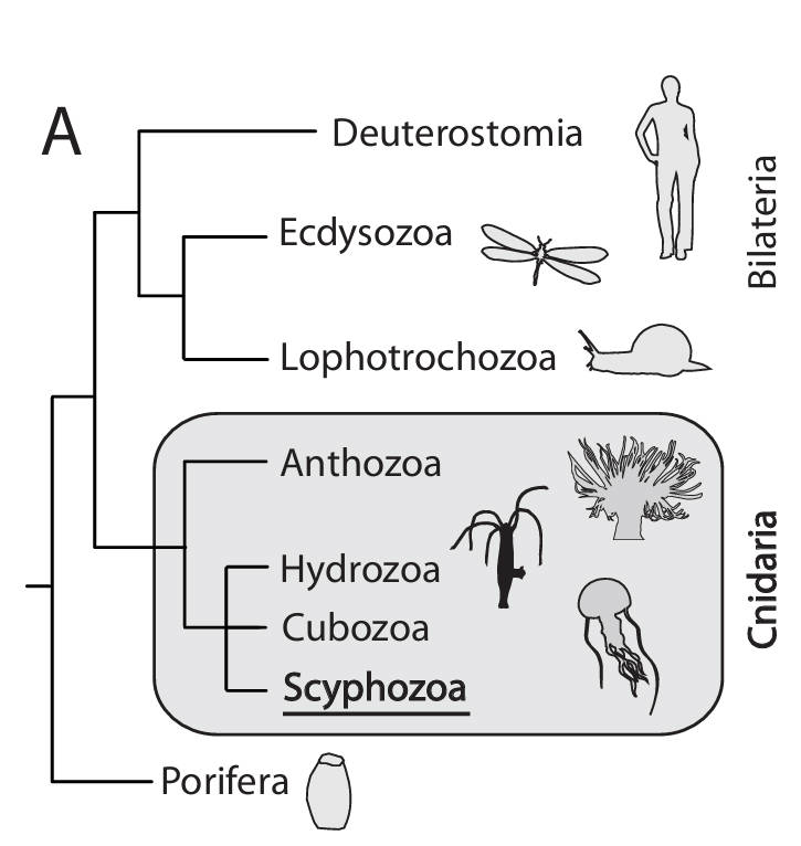 phylogenetic_tree